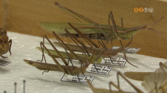 A sisakos sska lett az v rovara