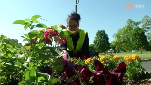 Látványos, színes ágyásokba 42 ezer tő egynyári növényt telepítenek a város 27 pontján Látványos, színes ágyásokba 42 ezer tő egynyári növényt telepítenek a város 27 pontján