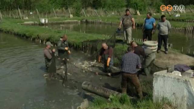 Pontytelepítés állami támogatással Pontytelepítés állami támogatással