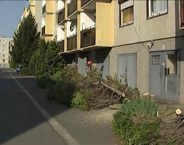 Útban voltak a fák
Útban voltak a fák