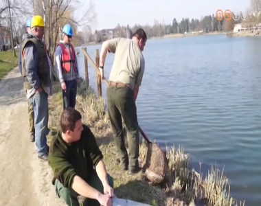 Halakat telep�tettek a vasi tavakba, foly�kba