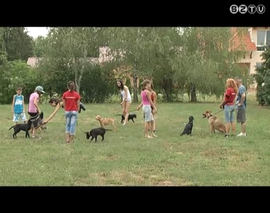 Kutyasétáltatáshoz keresnek önkénteseket Szombathelyen Kutyasétáltatáshoz keresnek önkénteseket Szombathelyen