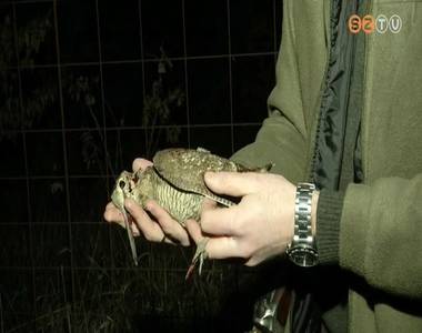 Ilyenkor vonul �t Magyarorsz�g ter�let�n �szaki k�lt�hely�re az erdei szalonka