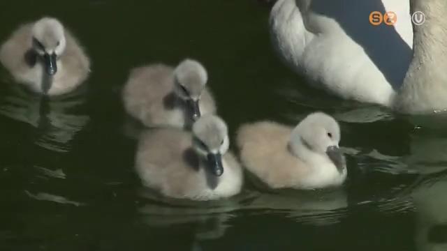 Négy hattyúfióka kelt ki az elmúlt héten a szombathelyi horgásztó melletti fészekben Négy hattyúfióka kelt ki az elmúlt héten a szombathelyi horgásztó melletti fészekben