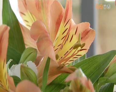 Szent M�rton-vir�g