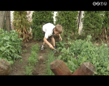 Már ehetik saját termesztésű zöldségeiket a Vesd Bele Magad! programban résztvevő gyerekek Már ehetik saját termesztésű zöldségeiket a Vesd Bele Magad! programban résztvevő gyerekek