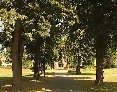 Vizsgálják a fákat Vizsgálják a fákat