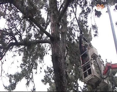 Metszik a feny�f�kat Szombathelyen