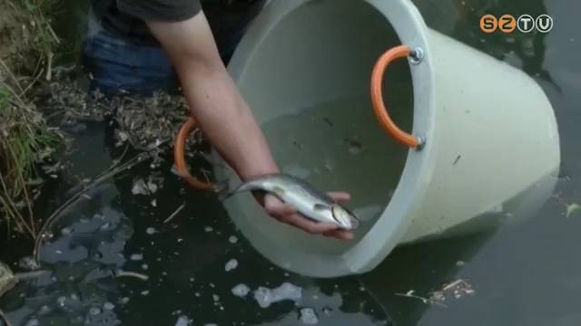 Pisztrángtelepítés Pisztrángtelepítés