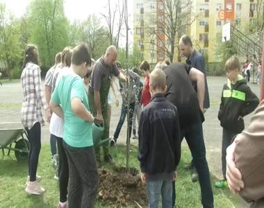 F�kat �ltettek a V�ci-iskola udvar�ra