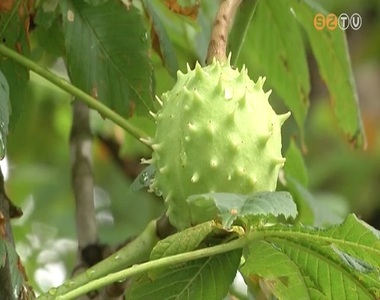 Szombathely közterein közel 200 vadgesztenyefát tart számon a parkfenntartó Szombathely közterein közel 200 vadgesztenyefát tart számon a parkfenntartó