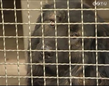 Az önkormányzatok döntenek, hogy bevezetik-e az ebrendészeti hozzájárulást Az önkormányzatok döntenek, hogy bevezetik-e az ebrendészeti hozzájárulást