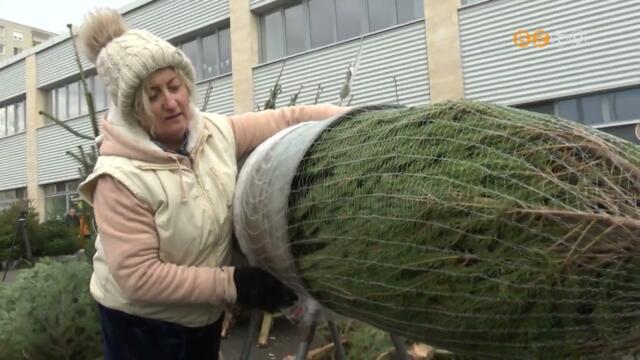 Sokan ragaszkodnak ahhoz, hogy igazi fenyft ltztessenek nnepi dszbe karcsonykor