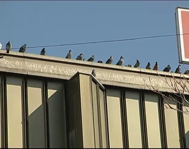 Galamb�r�l�k minden�tt