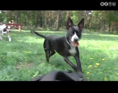 Állatoknál már Szombathelyen is megjelent a bőr- és a szívféreg okozta megbetegedés Állatoknál már Szombathelyen is megjelent a bőr- és a szívféreg okozta megbetegedés