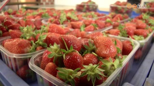 Elkezdődött az eperszezon Elkezdődött az eperszezon