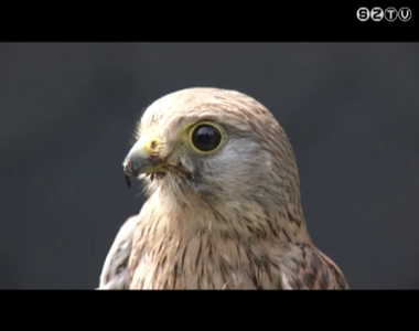Az elmúlt hetekben kilenc áramütött madár érkezett az Őrségi Nemzeti Park madárvédelmi telepére Az elmúlt hetekben kilenc áramütött madár érkezett az Őrségi Nemzeti Park madárvédelmi telepére