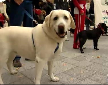 Állatok világnapja Állatok világnapja