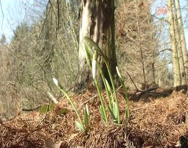 Meg�rkeztek a tavasz els� h�rn�kei Szombathelyre