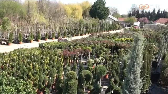 Nehéz helyzetben vannak a kertészetek is Nehéz helyzetben vannak a kertészetek is