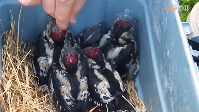 Madármentők Madármentők