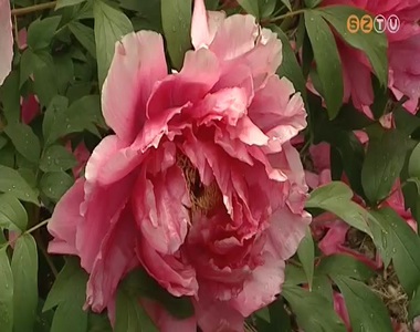 Teljes pompájukban láthatóak a kámoni arborétum rododendronjai Teljes pompájukban láthatóak a kámoni arborétum rododendronjai