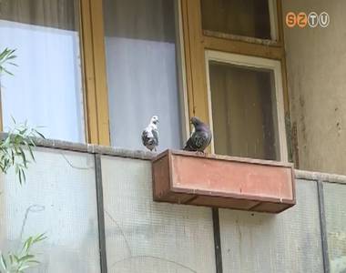 Egyre nagyobb problémát jelentenek a parlagi galambok Egyre nagyobb problémát jelentenek a parlagi galambok