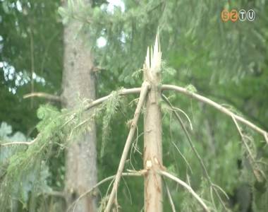 A napokban v�geznek a K�moni Arbor�tumban a vihark�rok elh�r�t�s�val