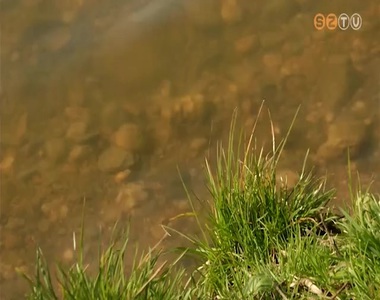 Eltűnt a hínár az Abért II. tóból Eltűnt a hínár az Abért II. tóból