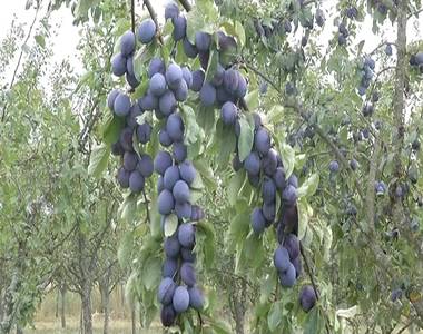 Jav�ban tart a szilvaszezon