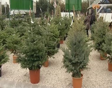 Egyre t�bben v�s�rolnak f�ldlabd�s, �l� feny�f�t kar�csonyra