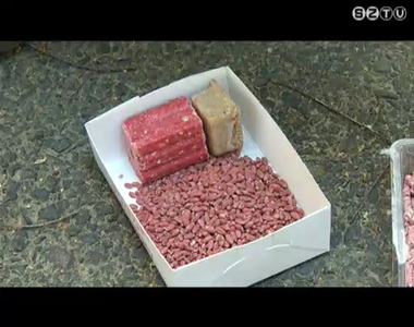 Sokan panaszkodnak a v�rosban a k�l�nb�z� k�rtev�k elszaporod�sa miatt