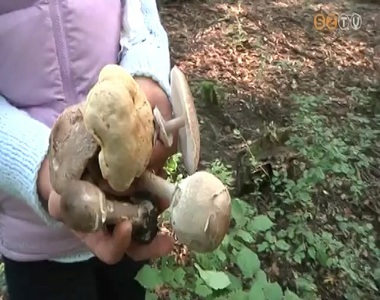 Sok a gomba a Vas megyei erdőkben Sok a gomba a Vas megyei erdőkben