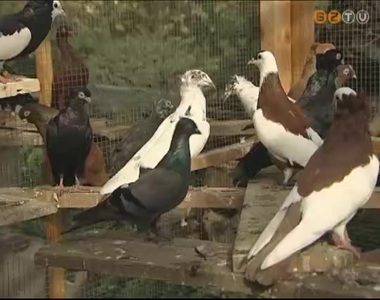 Galambkiállítás a Vasi Múzeumfaluban Galambkiállítás a Vasi Múzeumfaluban