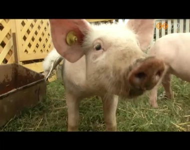 Malacfesztivál másodszor Malacfesztivál másodszor