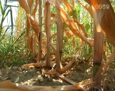 Komoly gondokat okoz a nagy szárazság a kukoricának és a napraforgónak