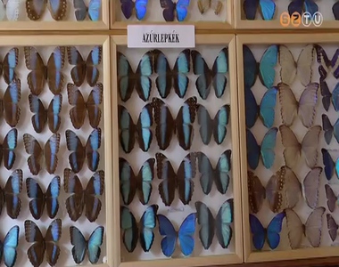 Lepkeki�ll�t�s