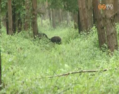 Fontos id�szak a tavasz a vadgazd�lkod�s szempontj�b�l