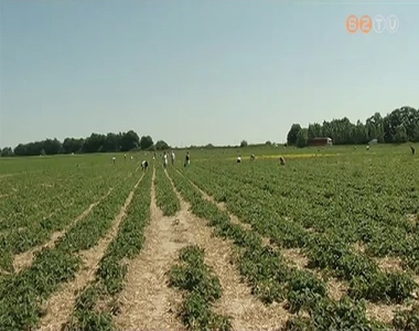 N�pszer� az eper szedd magad akci�