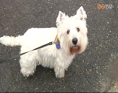 Ebösszeírás kezdődik Szombathelyen Ebösszeírás kezdődik Szombathelyen