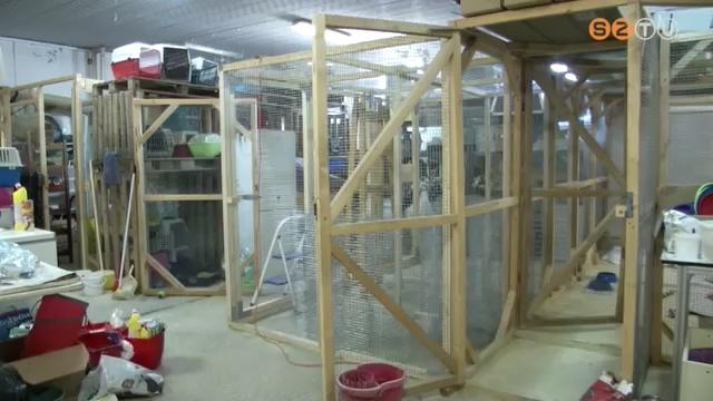 Új cicakennel készült a Fekete István Állatvédő Egyesületnél Új cicakennel készült a Fekete István Állatvédő Egyesületnél