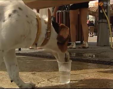 Ismét vizet oszt a tartós kánikula miatt a Vasivíz ZRt. Ismét vizet oszt a tartós kánikula miatt a Vasivíz ZRt.