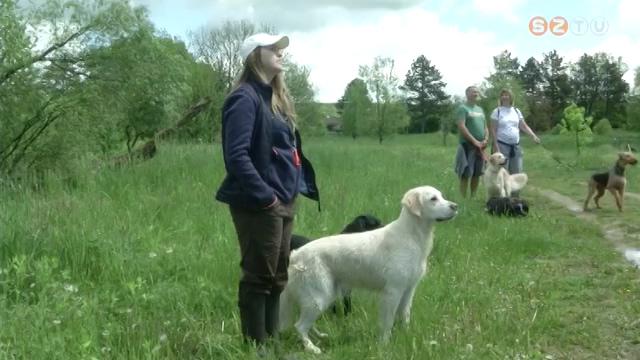 Retrieverek nemzetközi munkaversenyére készül a szombathelyi csapat Retrieverek nemzetközi munkaversenyére készül a szombathelyi csapat