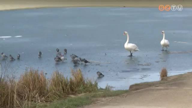 Vékony a jég - Hártyásodik a Csónakázó-tó, de tilos rámenni Vékony a jég - Hártyásodik a Csónakázó-tó, de tilos rámenni