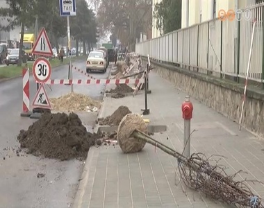 Megkezdte idei fatelep�t�si munk�latait a Szompark