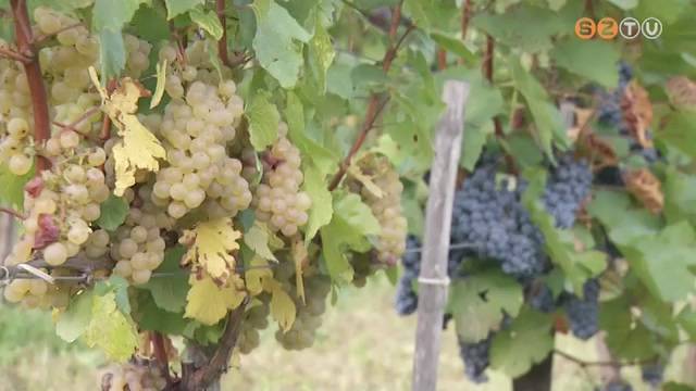 Kedvezett az idei időjárás a szőlőnek, a gazdák jó termésre számítanak Kedvezett az idei időjárás a szőlőnek, a gazdák jó termésre számítanak