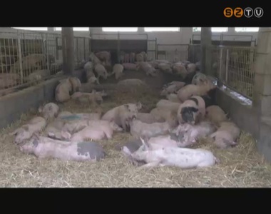 Megduplázná a hazai sertésállományt a kormány Megduplázná a hazai sertésállományt a kormány