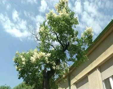 Vir�gzik a k�l�nleges orgonafa