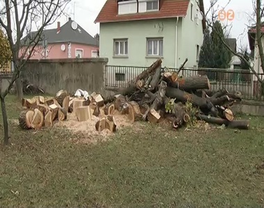 Szoci�lis c�lra, t�zel�nek aj�nlja fel a parkfenntart� a k�zter�leteken kiv�gott f�kat