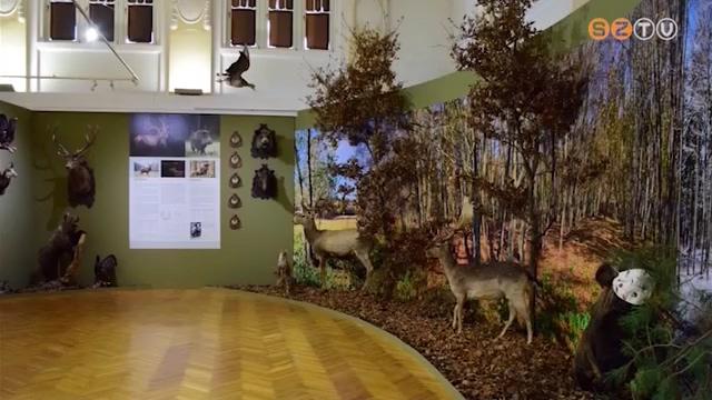 Vadászat - közel a természethez címmel nyílt kiállítás a Savaria Múzeumban Vadászat - közel a természethez címmel nyílt kiállítás a Savaria Múzeumban